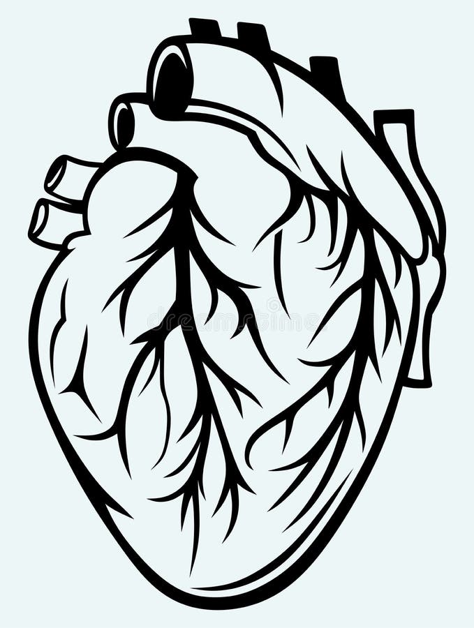 Corazón humano libre illustration