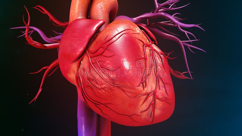 The heart is a muscular organ about the size of a closed fist that functions as the bodyâ€™s circulatory pump. It takes in deoxygenated blood through the veins and delivers it to the lungs for oxygenation before pumping it into the various arteries which provide oxygen and nutrients to body tissues by transporting the blood throughout the body. The heart is located in the thoracic cavity medial to the lungs and posterior to the sternum. The heart is a muscular organ about the size of a closed fist that functions as the bodyâ€™s circulatory pump. It takes in deoxygenated blood through the veins and delivers it to the lungs for oxygenation before pumping it into the various arteries which provide oxygen and nutrients to body tissues by transporting the blood throughout the body. The heart is located in the thoracic cavity medial to the lungs and posterior to the sternum.