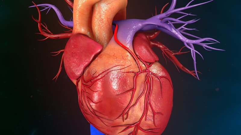 The heart is a muscular organ about the size of a closed fist that functions as the bodyâ€™s circulatory pump. It takes in deoxygenated blood through the veins and delivers it to the lungs for oxygenation before pumping it into the various arteries which provide oxygen and nutrients to body tissues by transporting the blood throughout the body. The heart is located in the thoracic cavity medial to the lungs and posterior to the sternum. The heart is a muscular organ about the size of a closed fist that functions as the bodyâ€™s circulatory pump. It takes in deoxygenated blood through the veins and delivers it to the lungs for oxygenation before pumping it into the various arteries which provide oxygen and nutrients to body tissues by transporting the blood throughout the body. The heart is located in the thoracic cavity medial to the lungs and posterior to the sternum.