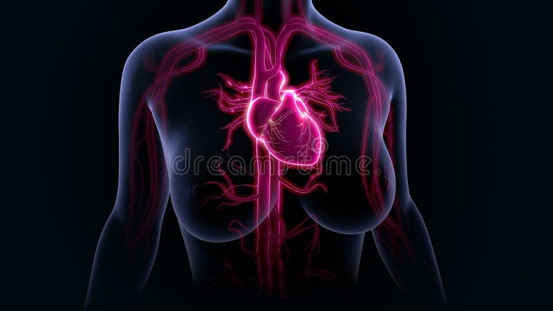 The heart is a muscular organ about the size of a closed fist that functions as the bodyâ€™s circulatory pump. It takes in deoxygenated blood through the veins and delivers it to the lungs for oxygenation before pumping it into the various arteries which provide oxygen and nutrients to body tissues by transporting the blood throughout the body. The heart is located in the thoracic cavity medial to the lungs and posterior to the sternum. The heart is a muscular organ about the size of a closed fist that functions as the bodyâ€™s circulatory pump. It takes in deoxygenated blood through the veins and delivers it to the lungs for oxygenation before pumping it into the various arteries which provide oxygen and nutrients to body tissues by transporting the blood throughout the body. The heart is located in the thoracic cavity medial to the lungs and posterior to the sternum.