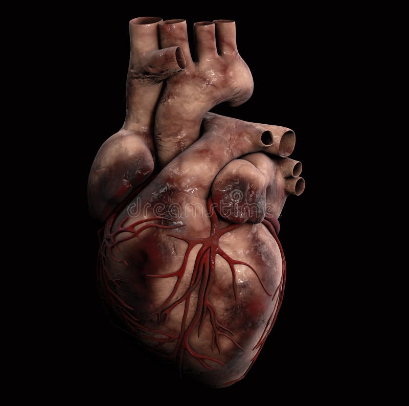 Corazón humano - anatomía del ejemplo humano del corazón 3d libre illustration Corazón humano - anatomía del ejemplo humano del corazón 3d libre illustration
