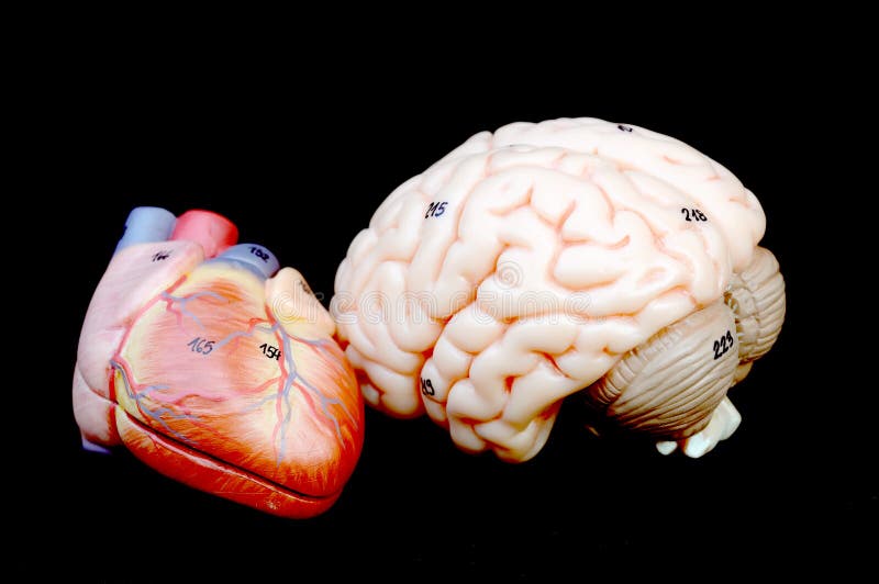 Anatomy of human heart and brain model. Anatomy of human heart and brain model