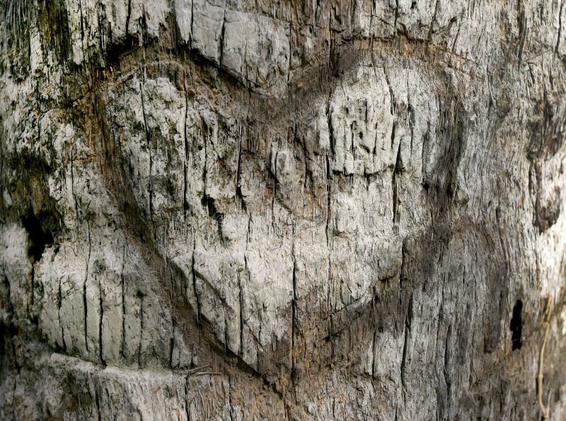 Coração cinzelado na casca de árvore
