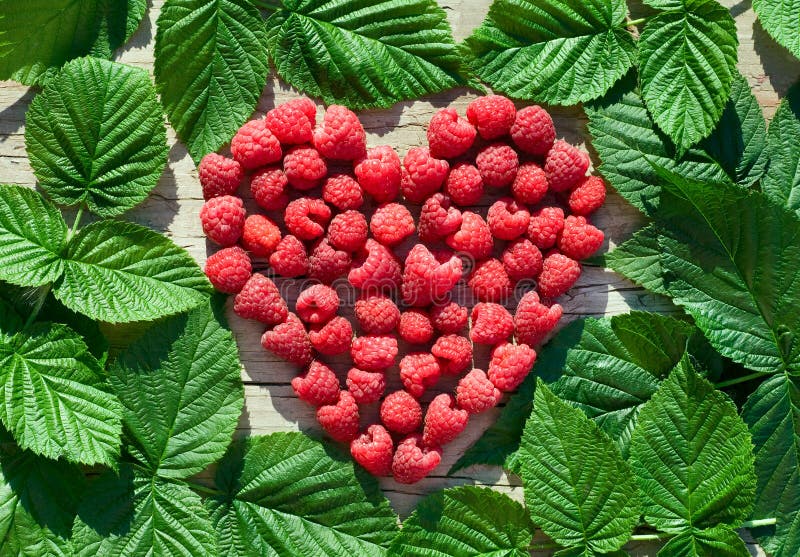 Coração da framboesa vermelha com folhas verdes
