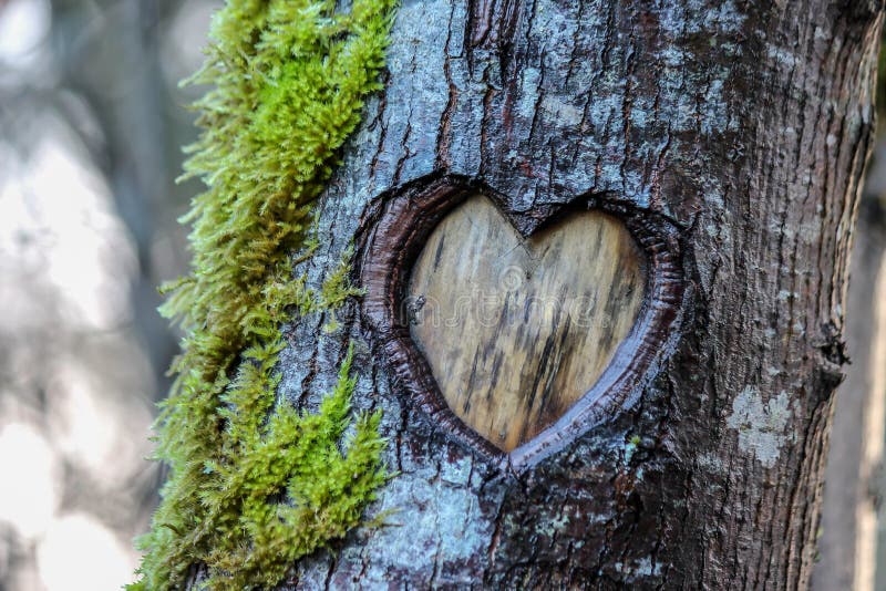 Coração da árvore