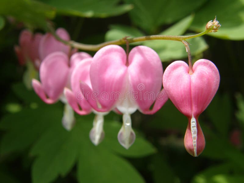 Close up details of a bleeding heart in full bloom. Close up details of a bleeding heart in full bloom