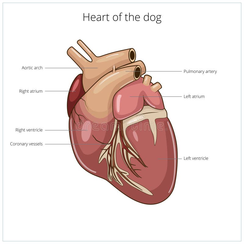 Coração de uma ilustração do vetor do cão ilustração stock