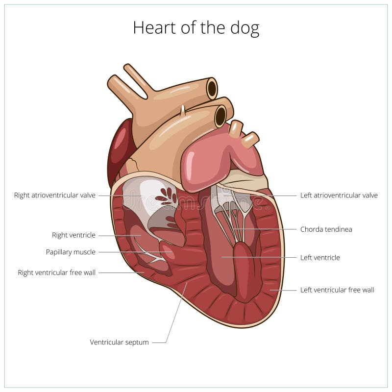 Coração de uma ilustração do vetor do cão ilustração royalty free