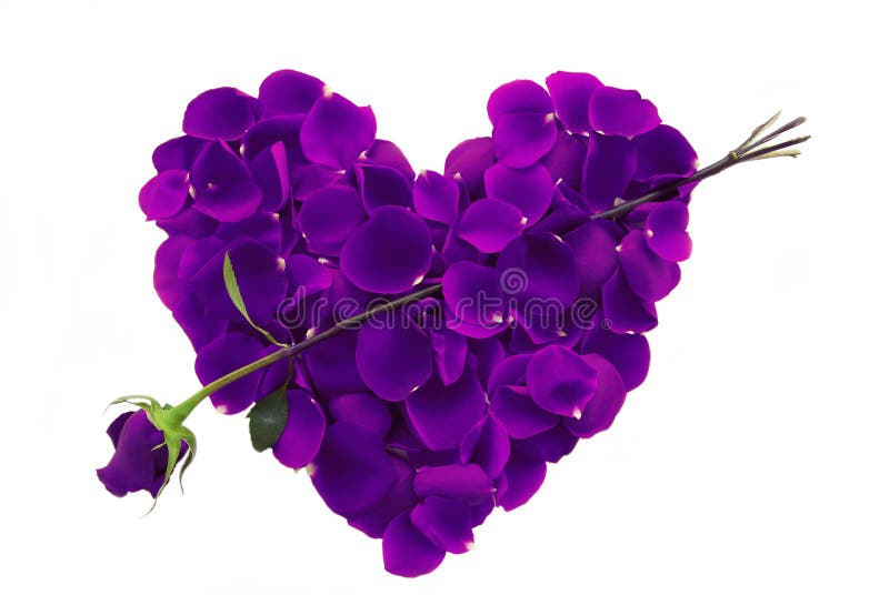 Purple rose petals in the shape of a heart with single green arrow. Purple rose petals in the shape of a heart with single green arrow