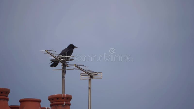 Le corbeau: habitation, alimentation, vol