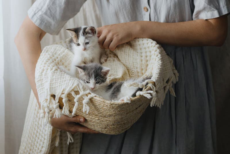 Corbeille Avec De Mignons Petits Chatons Dans Les Mains Des Femmes