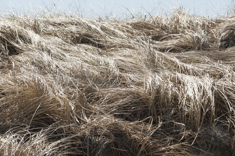 Cord grass by bay royalty free stock photography