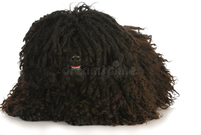 Corded puli laying down on white background. Puli stock images, royalty-free photos and pictures