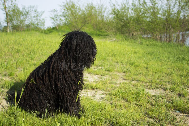Corded puli - hungarian herding dog sit on the grass. Puli stock images, royalty-free photos and pictures