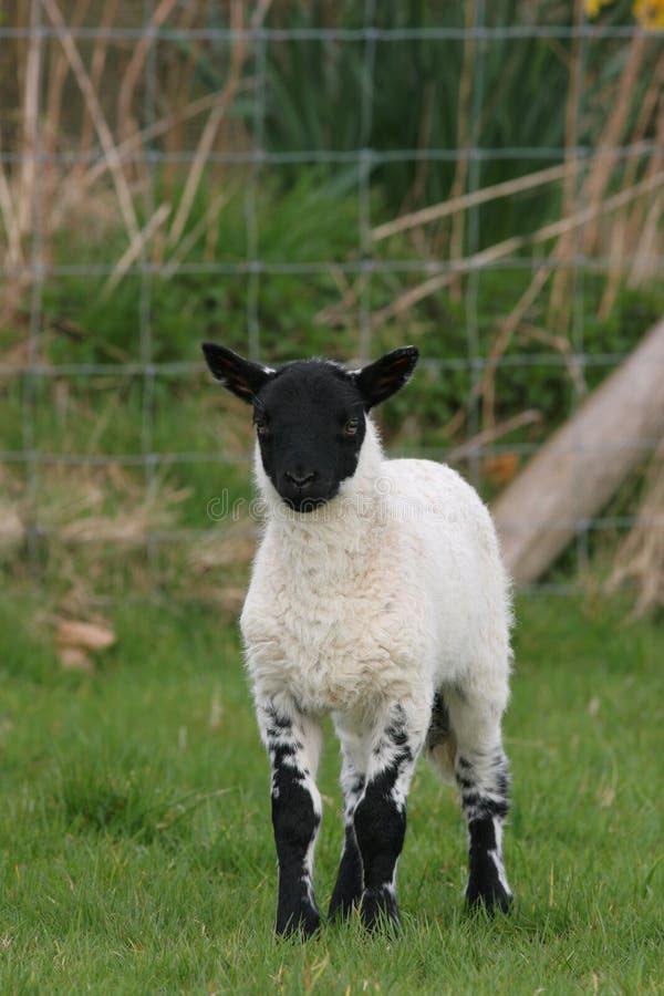 Cordeiro Preto Recém-nascido Foto de Stock - Imagem de fofofo, preto: 684460, image size:600x900