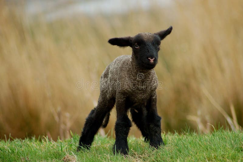 Cordeiro Preto Recém-nascido Foto de Stock - Imagem de fofofo, preto: 684460, image size:800x532