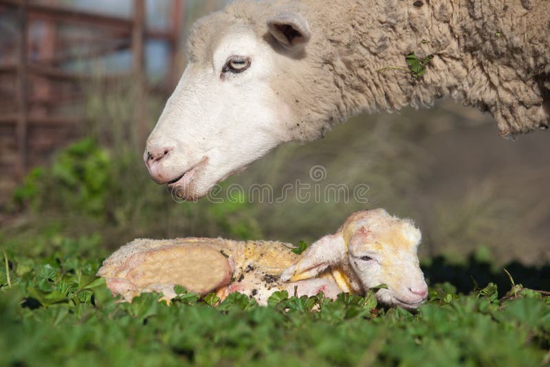 Cordeiro do bebê e seus carneiros maternos imagem de stock Cordeiro do bebê e seus carneiros maternos imagem de stock