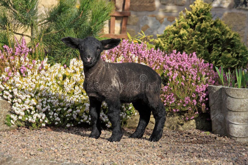 Cordeiro preto foto de stock. Imagem de bebê, ovelha - 91750594, image size:800x534