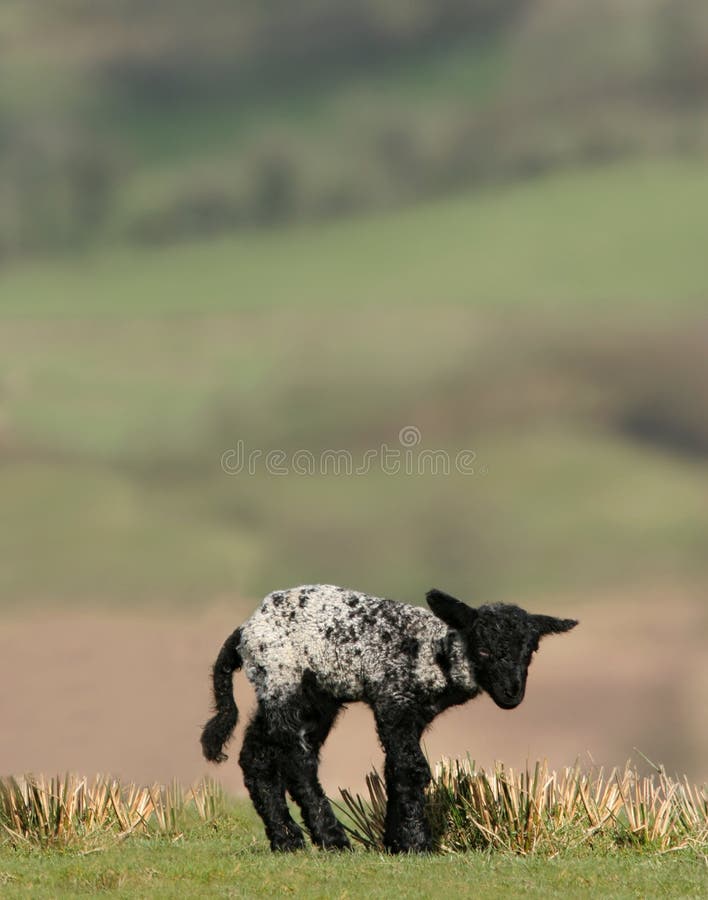 Cordeiro Preto Recém-nascido Foto de Stock - Imagem de fofofo, preto: 684460, image size:708x900