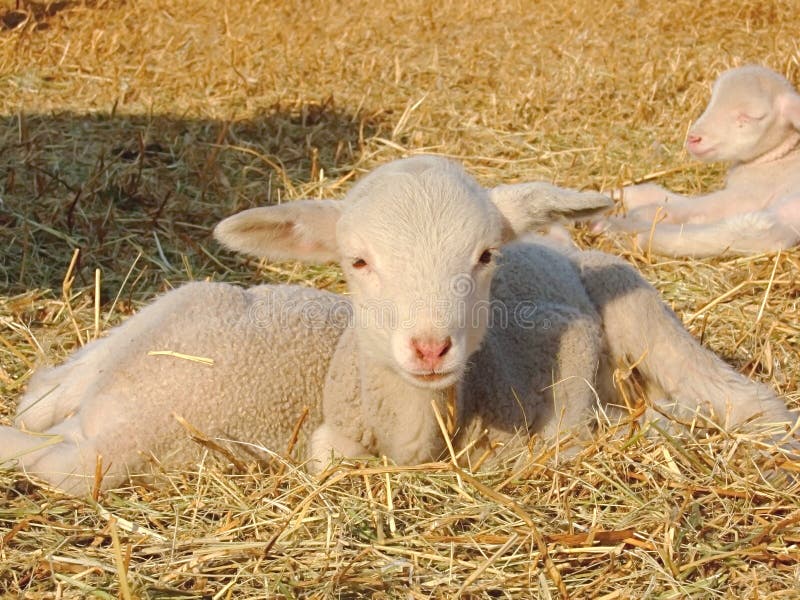 Three cute young lambs sitting in a winter field. One facing the camera. Three cute young lambs sitting in a winter field. One facing the camera.