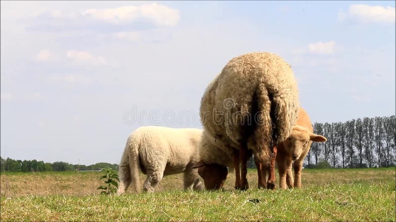 Cordeiros com ovelha