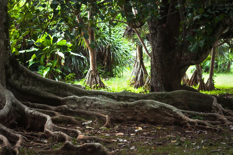 Cordifolia gigante di ficus delle radici dell'albero, famiglia di moraceae immagine stock libera da diritti Cordifolia gigante di ficus delle radici dell'albero, famiglia di moraceae immagine stock libera da diritti