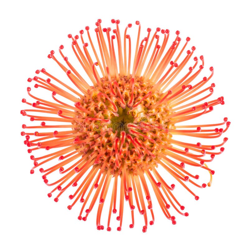 Pincushion Protea С†РІРµС‚РѕРє