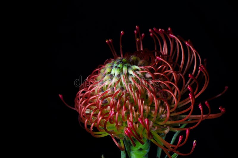 Cordifolium Leucospermum, κόκκινο pincushion-protea Κλείστε επάνω ενός όμορφου pincushion protea λουλουδιού, σύμβολο της δύναμης, στοκ φωτογραφία με δικαίωμα ελεύθερης χρήσης Cordifolium Leucospermum, κόκκινο pincushion-protea Κλείστε επάνω ενός όμορφου pincushion protea λουλουδιού, σύμβολο της δύναμης, στοκ φωτογραφία με δικαίωμα ελεύθερης χρήσης