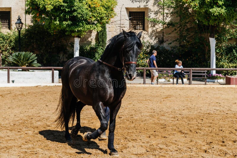 Yeguada Chando-Sale of Andalusian Horses - Spanish PRE Horse Exports Horses, And