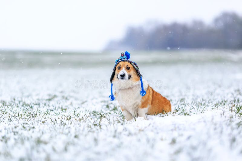 Cordone rosso carino Corgi si siede sul campo con erba verde in un giorno invernale con un buffone cappello a maglia durante una fotografia stock libera da diritti Cordone rosso carino Corgi si siede sul campo con erba verde in un giorno invernale con un buffone cappello a maglia durante una fotografia stock libera da diritti