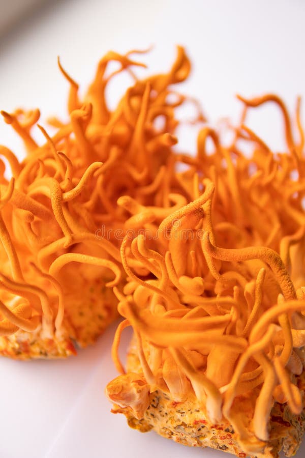 Cordycepina. fondo blanco. ungi para la salud humana. tratamiento con cordyceps fotografía de archivo libre de regalías
