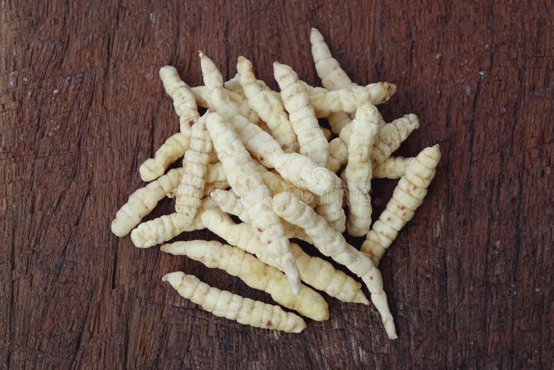Cordyceps coltivato fotografie stock libere da diritti Cordyceps coltivato fotografie stock libere da diritti
