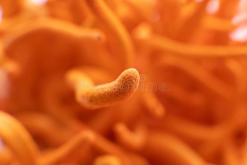 Cordyceps cordycepina fresca. fondo blanco. cordyceps militaris hongos macro. cordycepina. fotografía de archivo