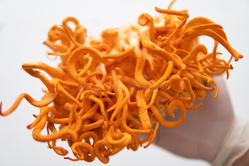 Cordyceps fresco. fondo blanco. cordyceps militaris champiñón en mano. imagen de archivo