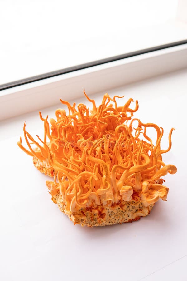 Cordyceps militaris mushroom. cordycepina. fondo blanco. fotografía de archivo libre de regalías