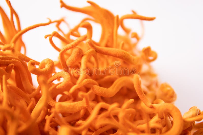 Cordyceps militaris mushroom. cordycepina. fondo blanco. tratamiento con adenosina. foto de archivo libre de regalías