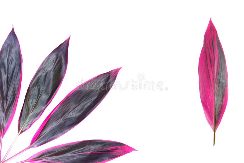Cordyline fruticosa - rote Blumenblätter - tropische exotische Blumen stockfotos Cordyline fruticosa - rote Blumenblätter - tropische exotische Blumen stockfotos