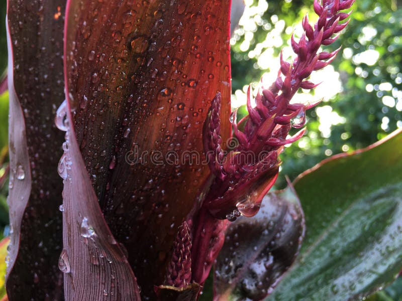 Cordyline Fruticosa, Ti Plant con Raindrops Blossoming durante l'autunno a Hanalei sull'isola di Kauai, Hawaii immagini stock libere da diritti Cordyline Fruticosa, Ti Plant con Raindrops Blossoming durante l'autunno a Hanalei sull'isola di Kauai, Hawaii immagini stock libere da diritti