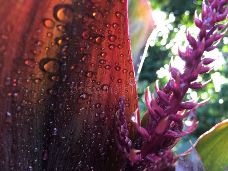 Cordyline Fruticosa, Ti Plant con Raindrops Blossoming durante l'autunno a Hanalei sull'isola di Kauai, Hawaii fotografie stock libere da diritti Cordyline Fruticosa, Ti Plant con Raindrops Blossoming durante l'autunno a Hanalei sull'isola di Kauai, Hawaii fotografie stock libere da diritti