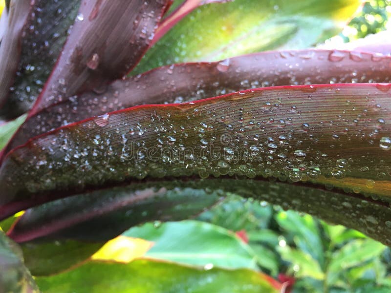 Cordyline Fruticosa, Ti Plant con Raindrops Blossoming durante l'autunno a Hanalei sull'isola di Kauai, Hawaii fotografia stock Cordyline Fruticosa, Ti Plant con Raindrops Blossoming durante l'autunno a Hanalei sull'isola di Kauai, Hawaii fotografia stock