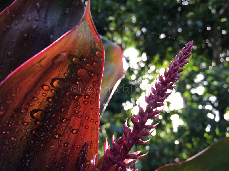 Cordyline Fruticosa, Ti Plant con Raindrops Blossoming durante l'autunno a Hanalei sull'isola di Kauai, Hawaii fotografie stock Cordyline Fruticosa, Ti Plant con Raindrops Blossoming durante l'autunno a Hanalei sull'isola di Kauai, Hawaii fotografie stock