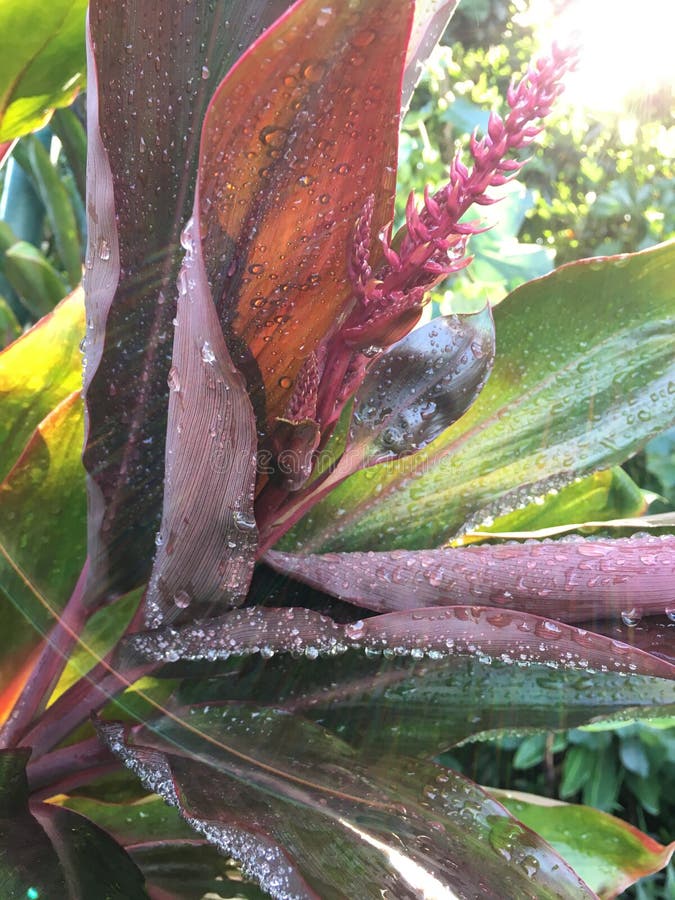 Cordyline Fruticosa, Ti Plant con Raindrops Blossoming durante l'autunno a Hanalei sull'isola di Kauai, Hawaii fotografia stock Cordyline Fruticosa, Ti Plant con Raindrops Blossoming durante l'autunno a Hanalei sull'isola di Kauai, Hawaii fotografia stock