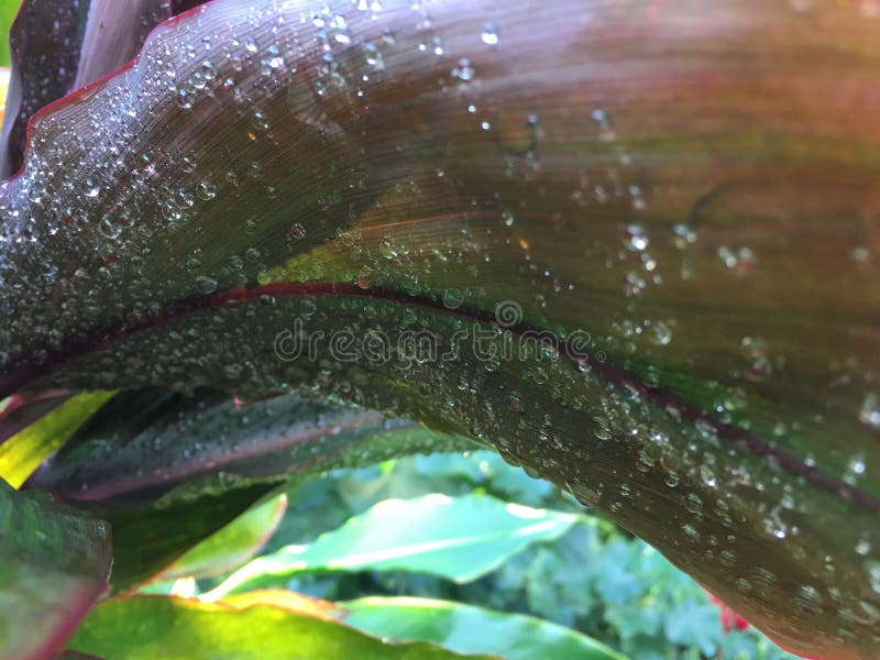 Cordyline Fruticosa, Ti Plant con Raindrops Blossoming durante l'autunno a Hanalei sull'isola di Kauai, Hawaii fotografie stock Cordyline Fruticosa, Ti Plant con Raindrops Blossoming durante l'autunno a Hanalei sull'isola di Kauai, Hawaii fotografie stock