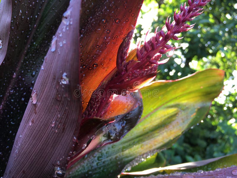 Cordyline Fruticosa, Ti Plant con Raindrops Blossoming durante l'autunno a Hanalei sull'isola di Kauai, Hawaii immagine stock Cordyline Fruticosa, Ti Plant con Raindrops Blossoming durante l'autunno a Hanalei sull'isola di Kauai, Hawaii immagine stock
