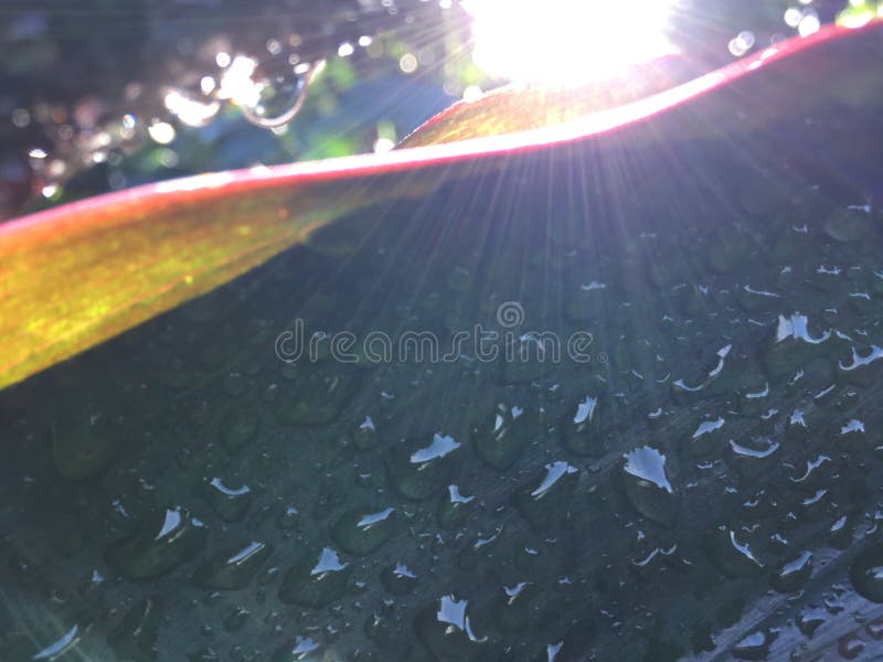 Cordyline Fruticosa, Ti Plant con Raindrops Blossoming durante l'autunno a Hanalei sull'isola di Kauai, Hawaii fotografie stock Cordyline Fruticosa, Ti Plant con Raindrops Blossoming durante l'autunno a Hanalei sull'isola di Kauai, Hawaii fotografie stock