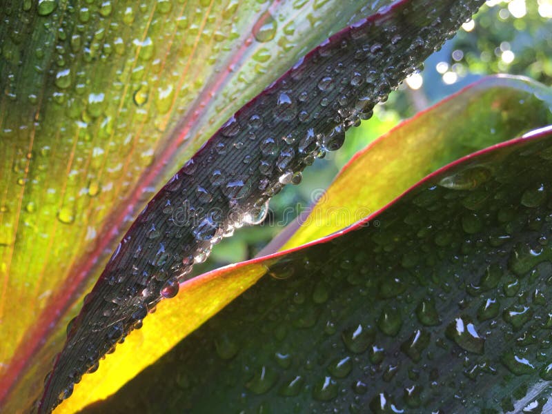 Cordyline Fruticosa, Ti Plant con Raindrops Blossoming durante l'autunno a Hanalei sull'isola di Kauai, Hawaii fotografia stock libera da diritti Cordyline Fruticosa, Ti Plant con Raindrops Blossoming durante l'autunno a Hanalei sull'isola di Kauai, Hawaii fotografia stock libera da diritti