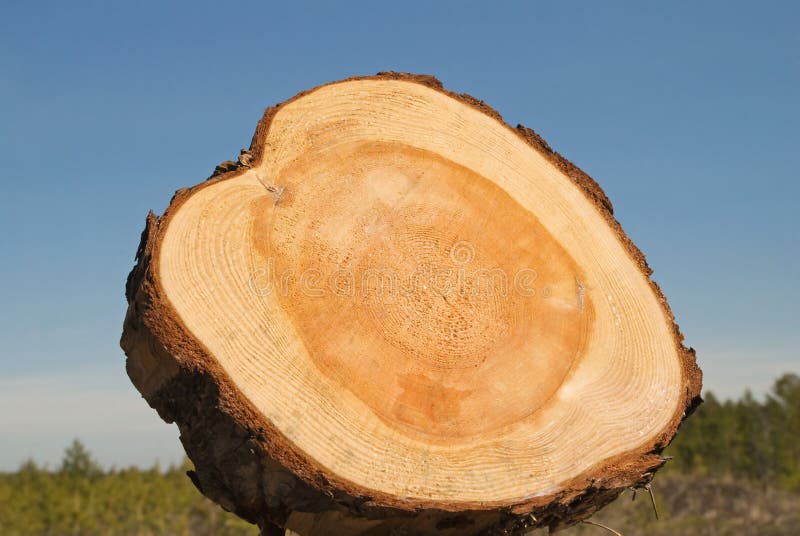 Core of a tree