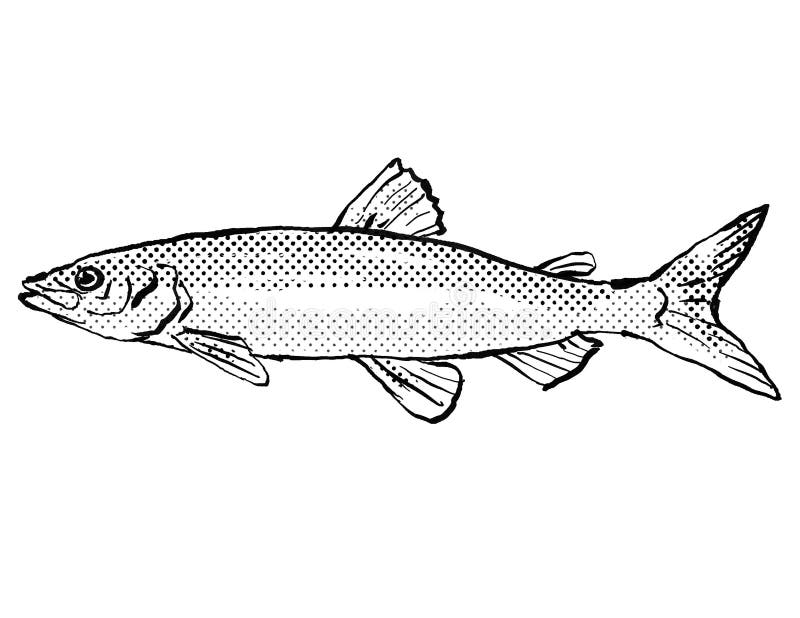 Cisco Fish Stock Illustrations – 28 Cisco Fish Stock Illustrations