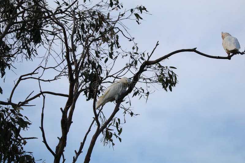 Un paio di bianchi con un marchio blu intorno agli occhi, la piccola corella di cacatoo, inzuppata in un albero di eucalipto, vicino a redland bay porticolo queensland. la piccola corella cacatua sanguinea nota anche come corella corella corallina macchiata di sangue di cacatoo e il piccolo cockatoo è un cockatoo bianco originario dell'australia e della nuova guinea meridionale. era nota come birdirra tra la popolazione yindjibarndi della pilbara centrale e occidentale. foto di john e katharina notarianni per siti web print e altri media.