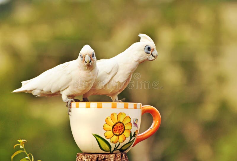 Corella Cockatoos branca Curto-faturada australiano fotografia de stock Corella Cockatoos branca Curto-faturada australiano fotografia de stock